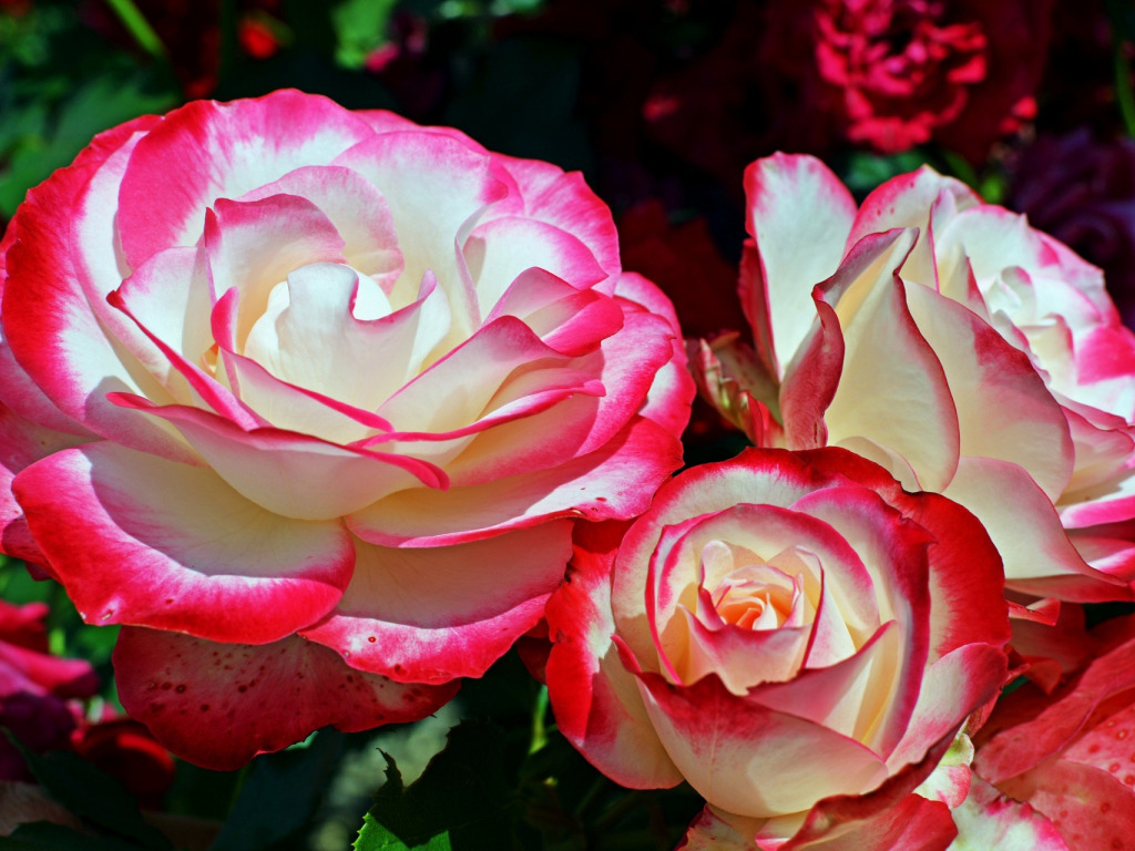 Лучшие розы для весенней посадки. как их посадить?