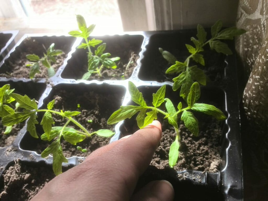В какой емкости лучше выращивать рассаду томатов?
