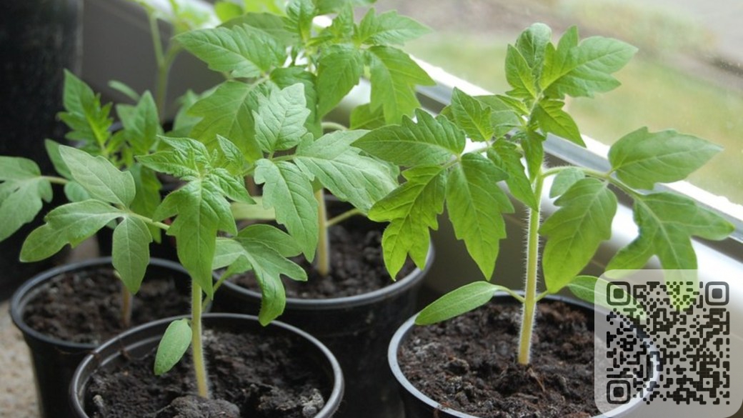 Как вырастить крепкую рассаду томатов?