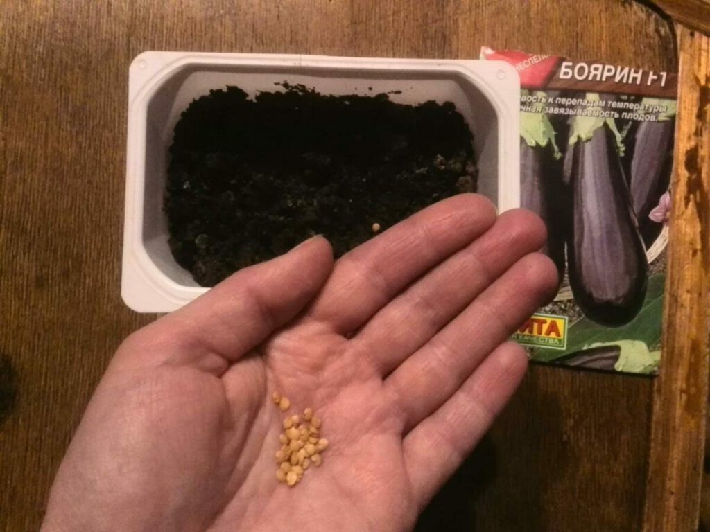 Как подготовить семена баклажана к посеву?