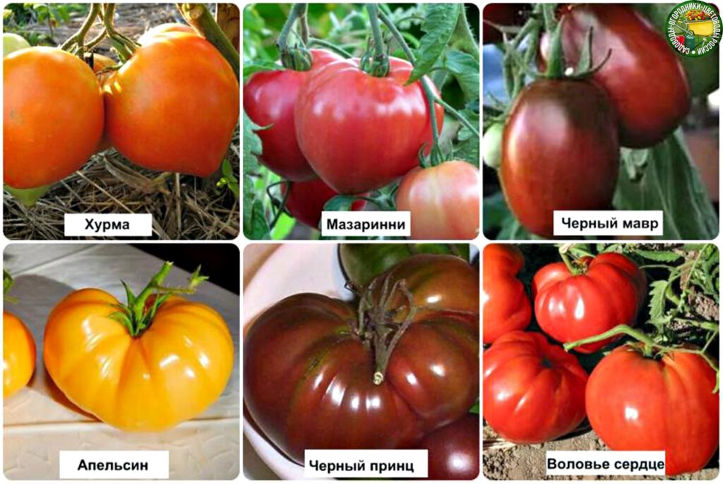 Лучшие сорта томатов для домашнего выращивания
