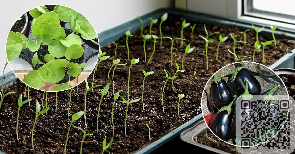 Секреты выращивания рассады баклажанов — от посева до высадки в грунт