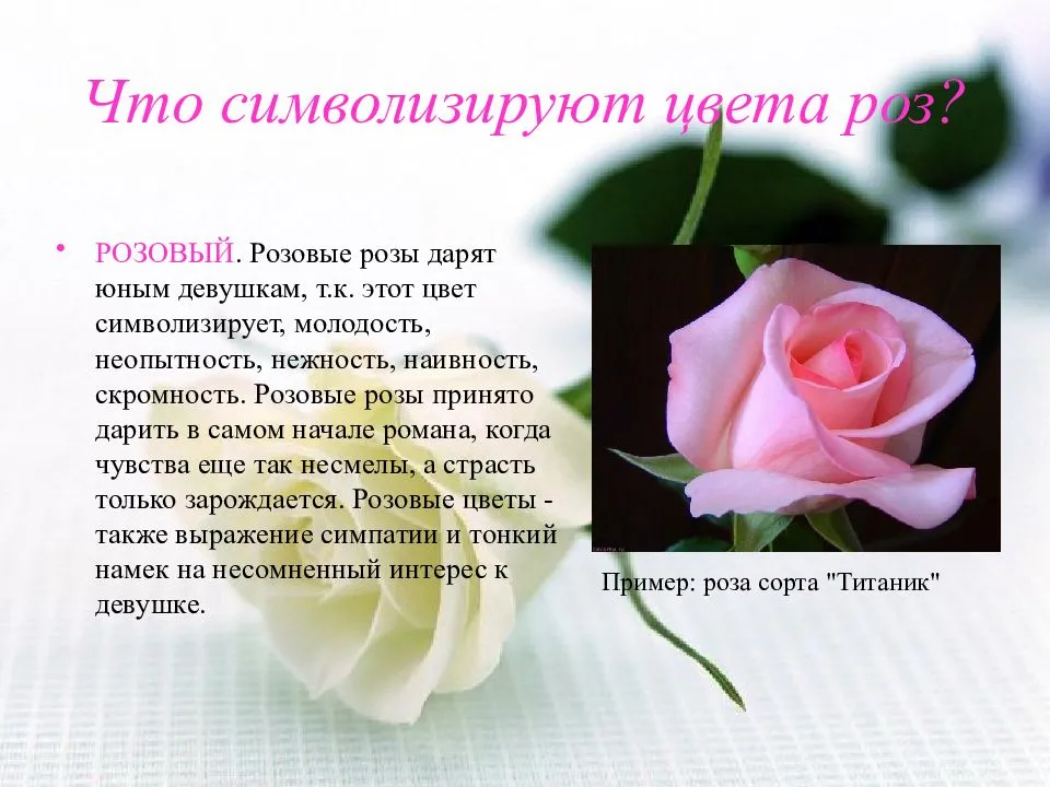 Что символизирует подаренный букет нежно-розовых роз