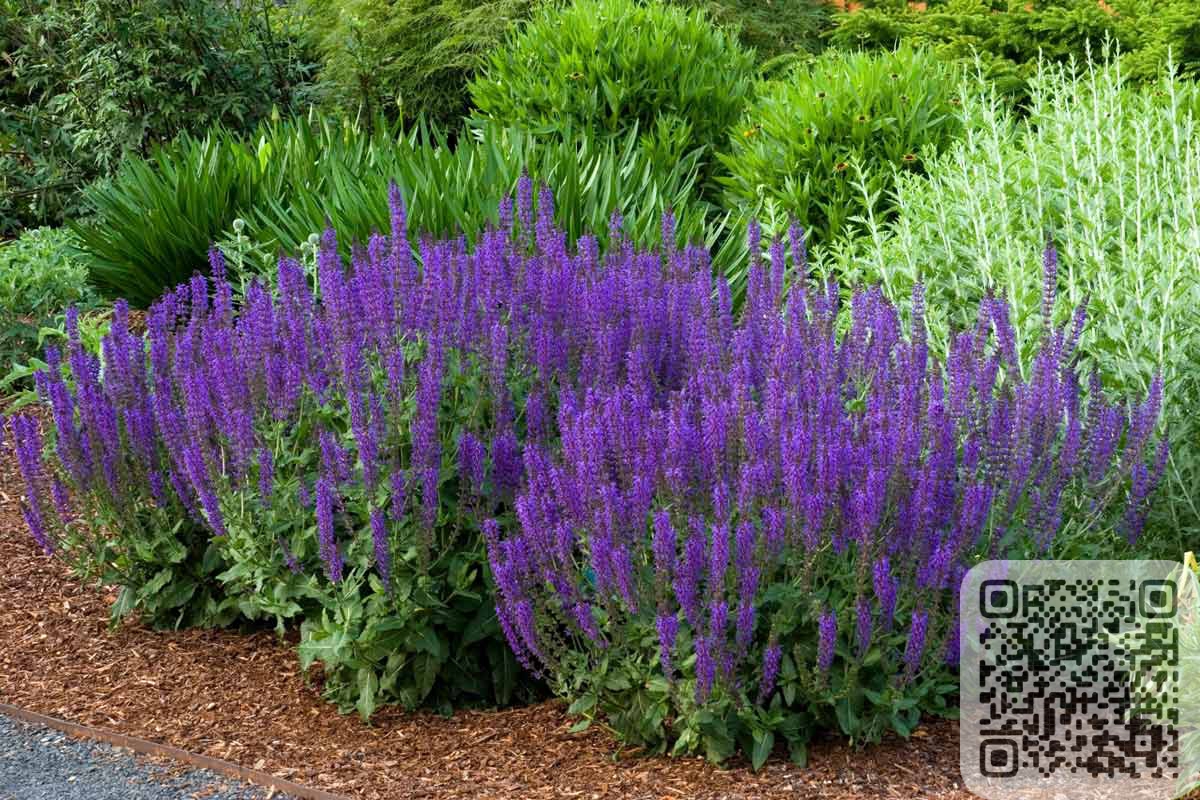 Шалфей дубравный: роскошное ароматное растение для занятых садоводов