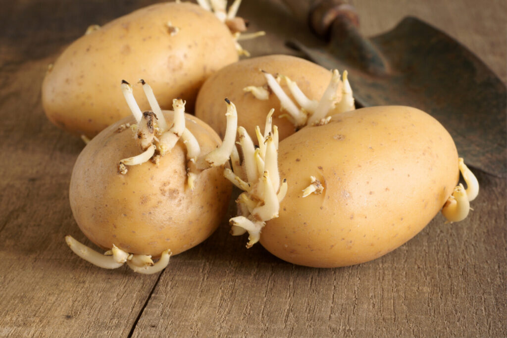 Как выбрать качественное семенное картофельное клубень