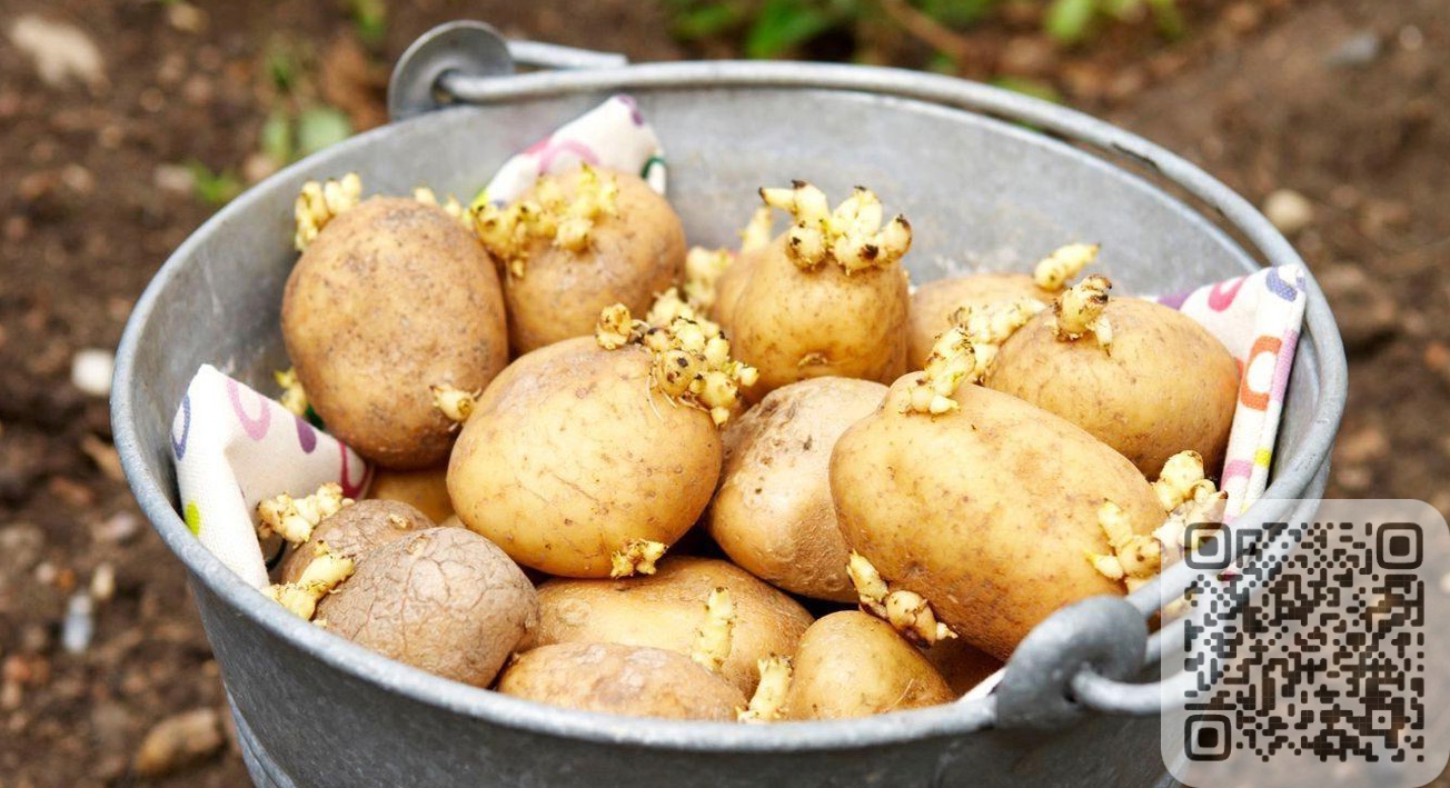 Как правильно подготовить картофель к посадке весной