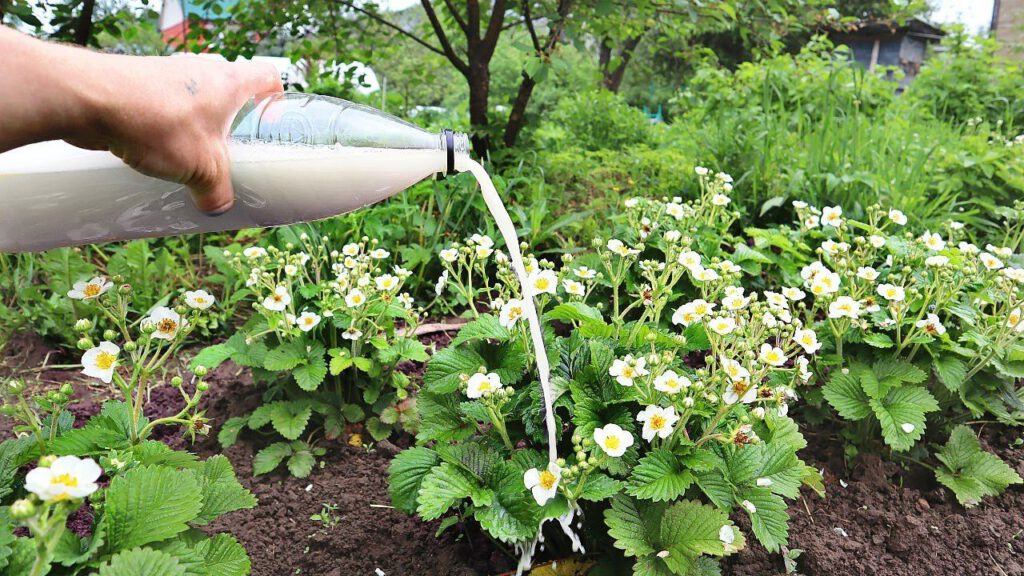 какие средства можно использовать для обработки клубники во время цветения