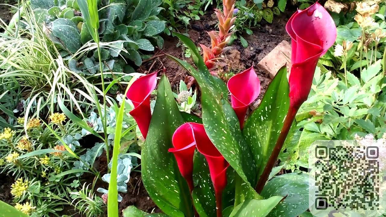 Каллы – украшение цветущего сада
