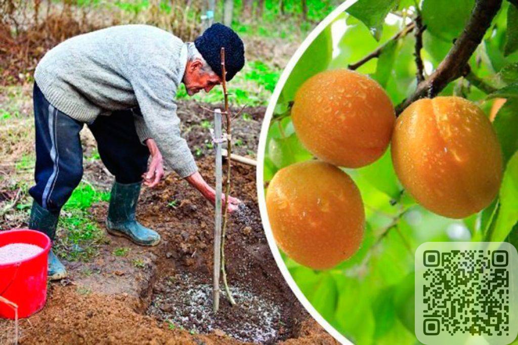 Подготовка почвы: ключевой этап перед высадкой абрикосов на севере