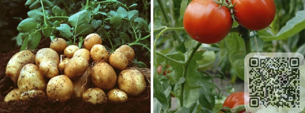 Помидоры и картофель: почему их нельзя выращивать вместе