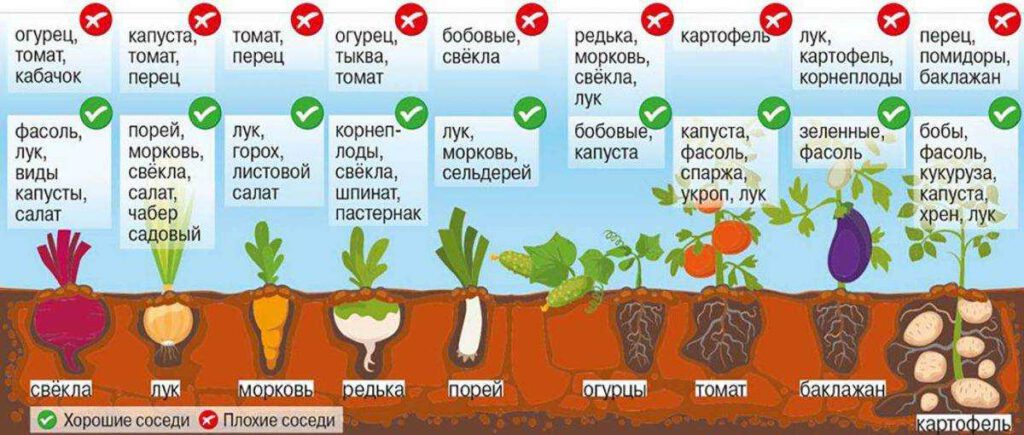 Различные требования к условиям выращивания