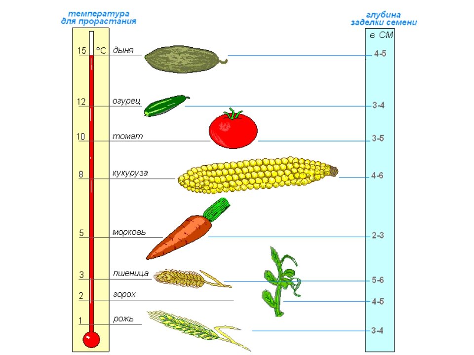 оптимальная температура почвы для посева семян