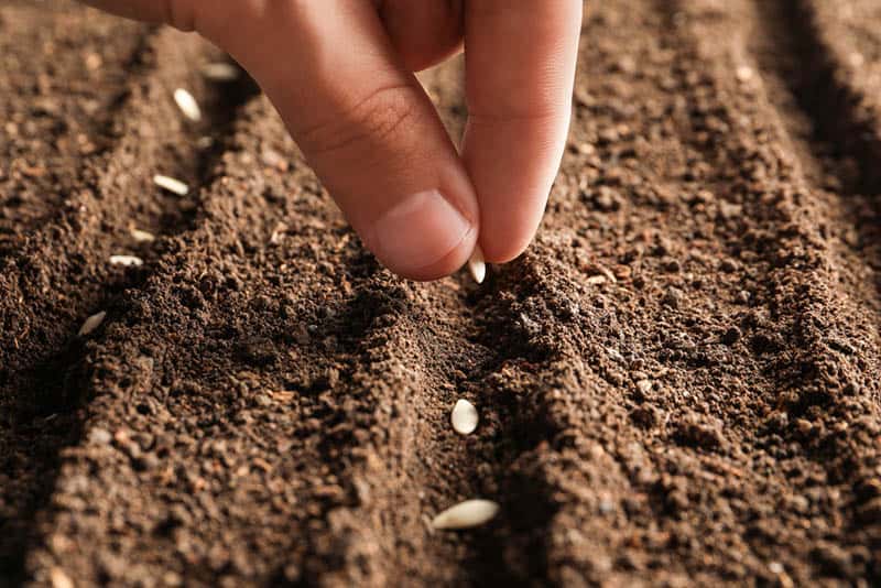 последствия могут быть при посеве семян в почву с недостаточной температурой