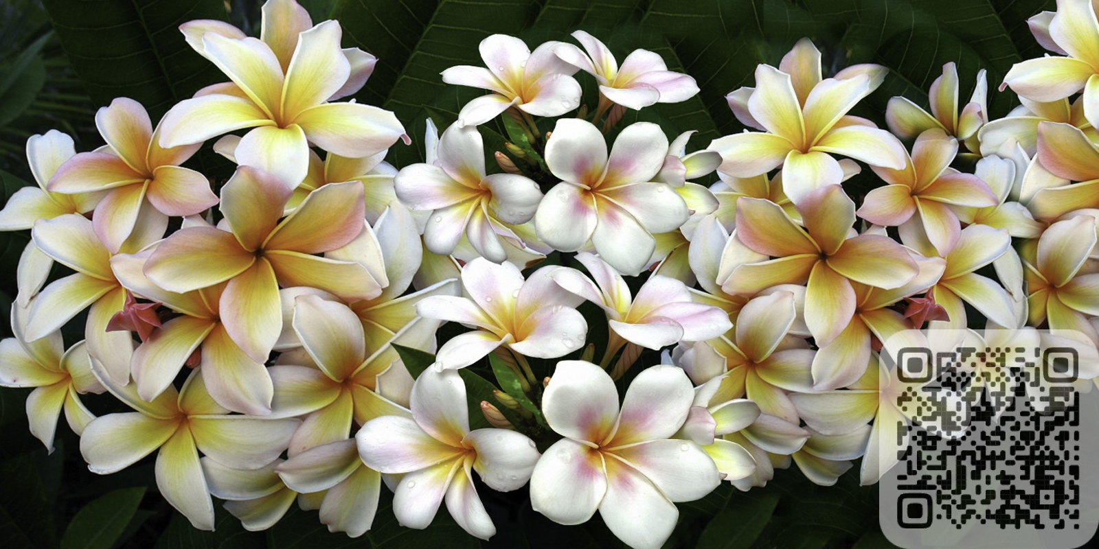 Все, что вам нужно знать о цветке Плюмерия