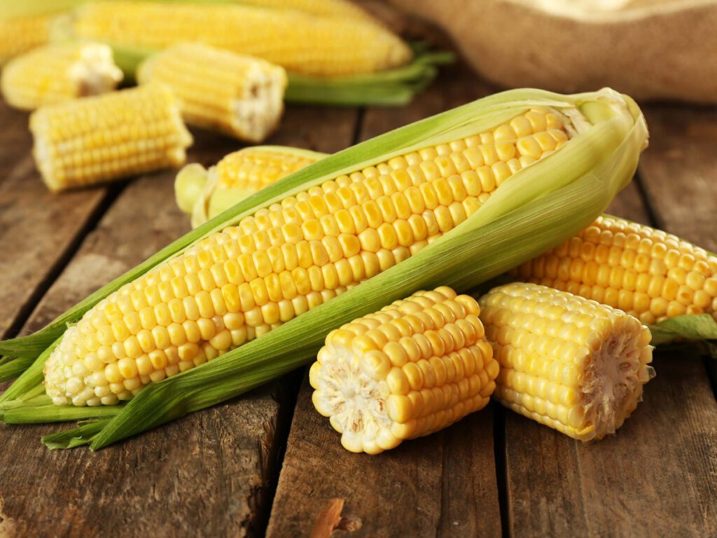 Выбор сорта кукурузы для сладких початков