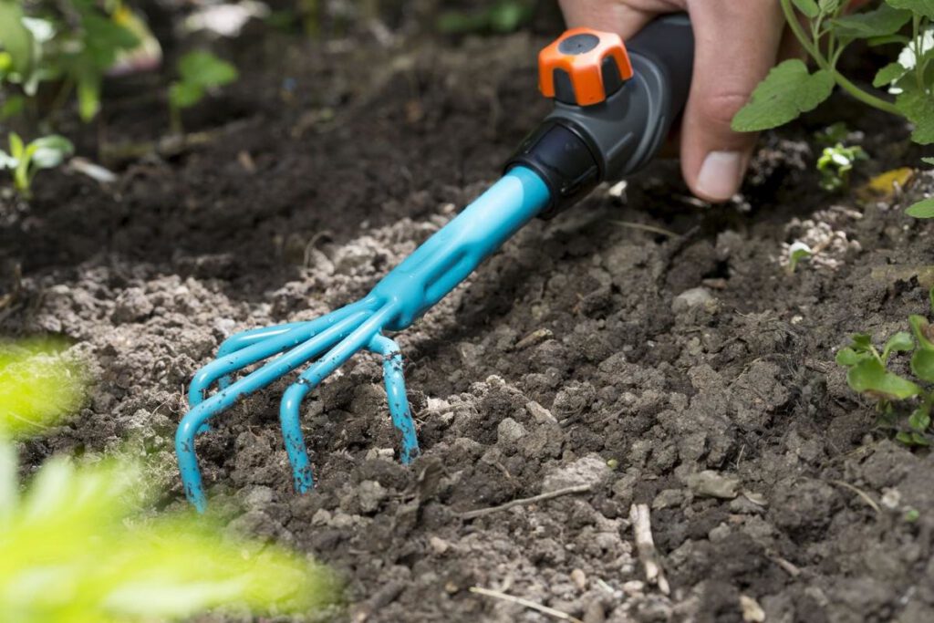 Как правильно разрыхлить почву весной для пионов