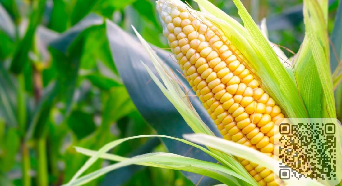 Как сажать и выращивать кукурузу для сладких и сочных початков