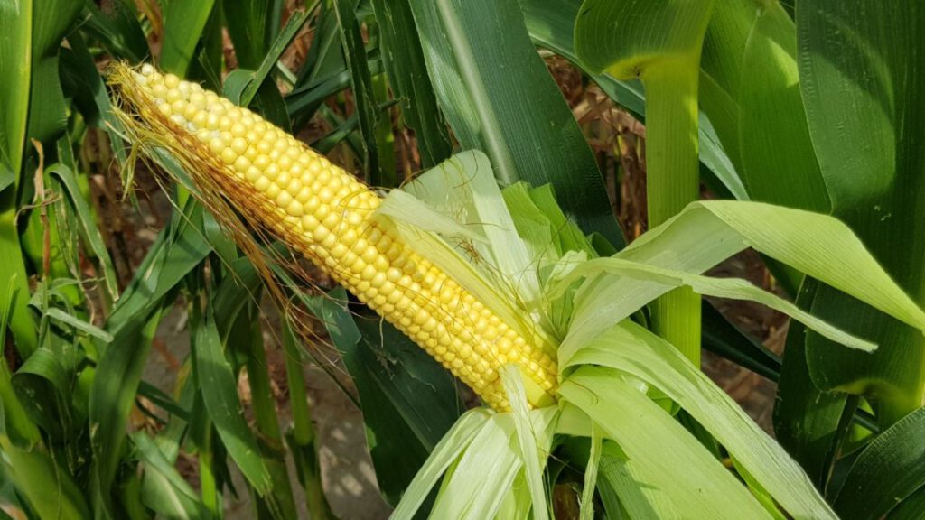 Особенности посадки кукурузы для получения сочных початков