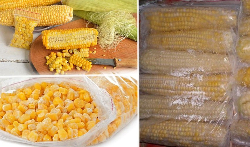 Сбор и хранение урожая для сохранения сладости початков кукурузы