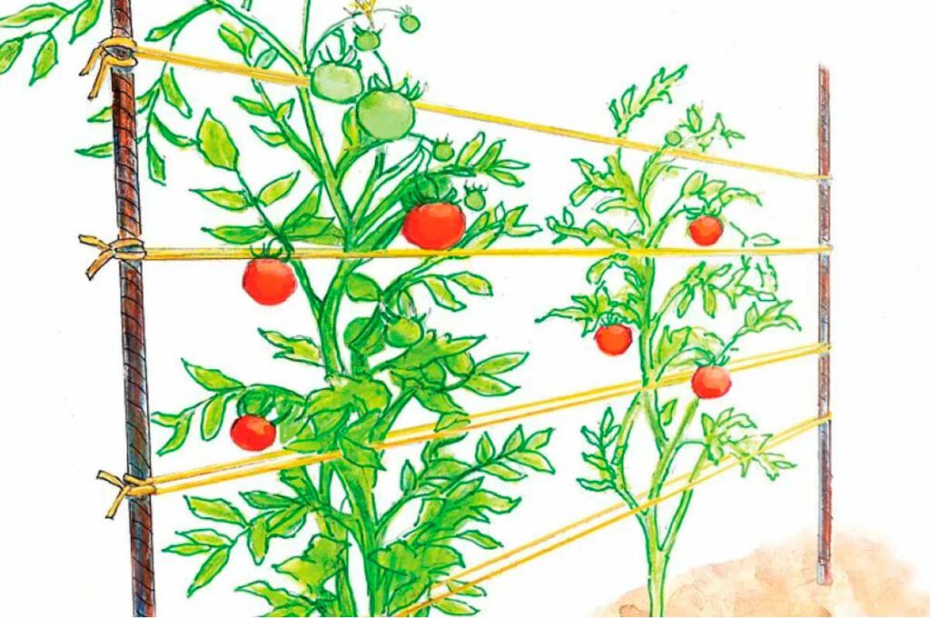 Использование вертикальной подвязки томатов