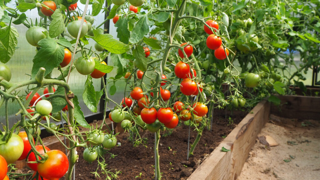 Повторение важности правильного подвязывания томатов