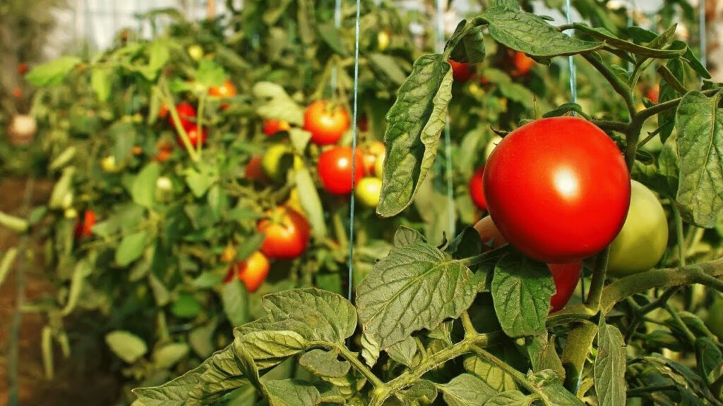 Повышение урожайности и качества плодов томатов