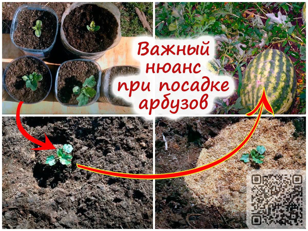 Этапы посева арбузов на рассаду: от подготовки семян до посадки рассады