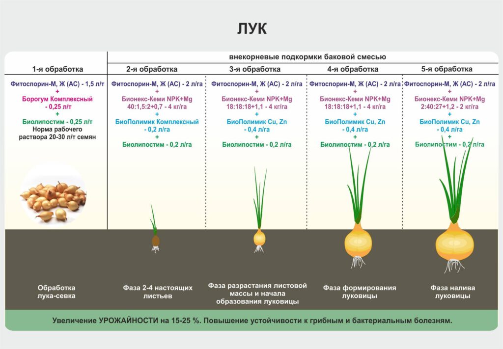 О чём нужно помнить при подкормке лука