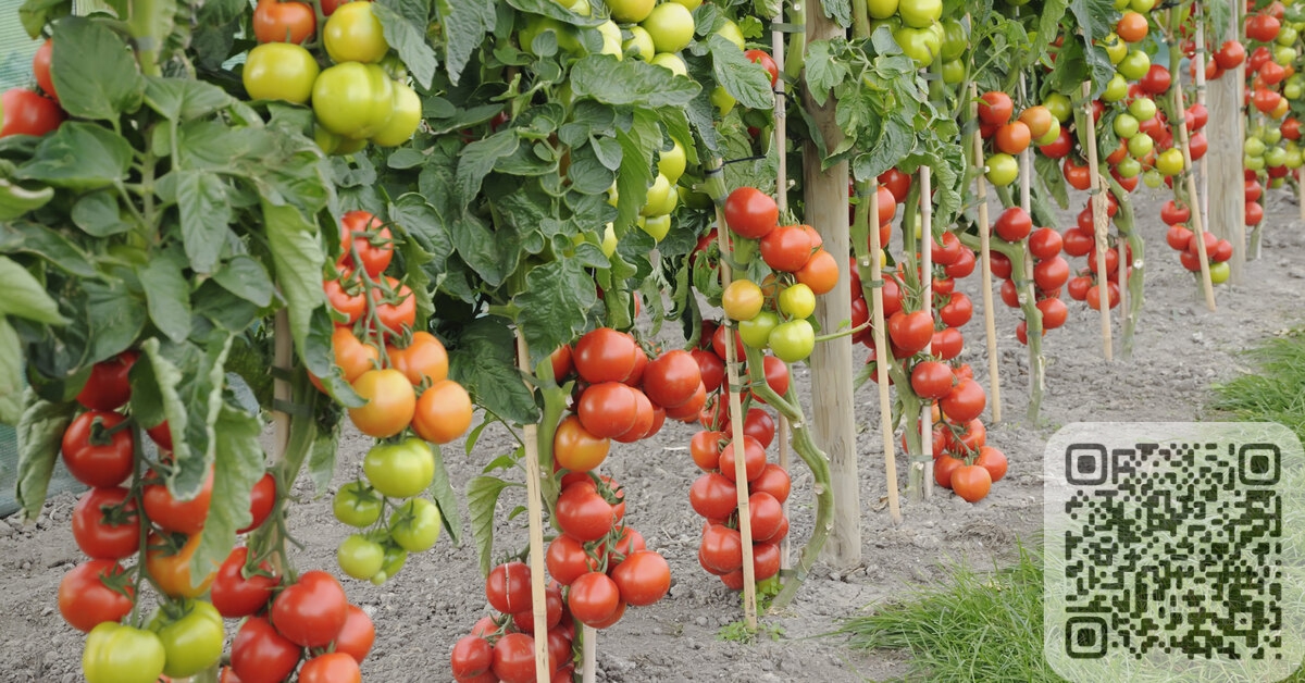 Эффективные методы подвязки помидоров для сохранения их здоровья и плодоношения